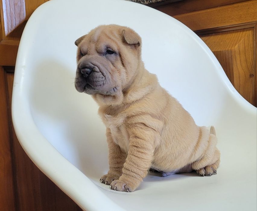Sharpei macho bebé