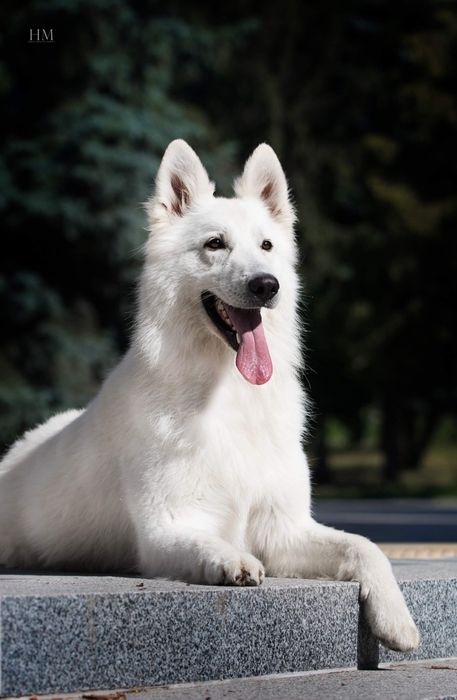 БШО кобель для вязки, Белая швейцарская овчарка