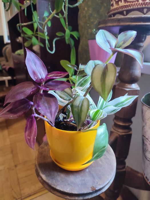 Традесканция розовая