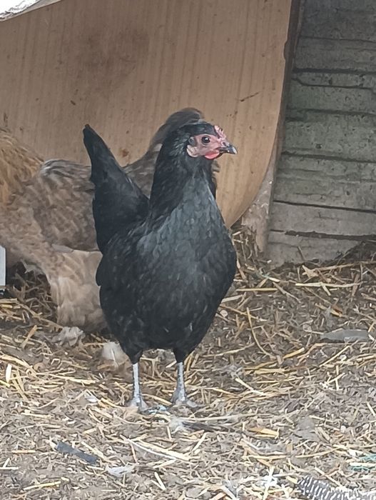 Młode kurki liliputki