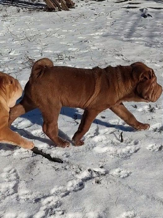 Цуценя шарпея , шоколадна дівчинка