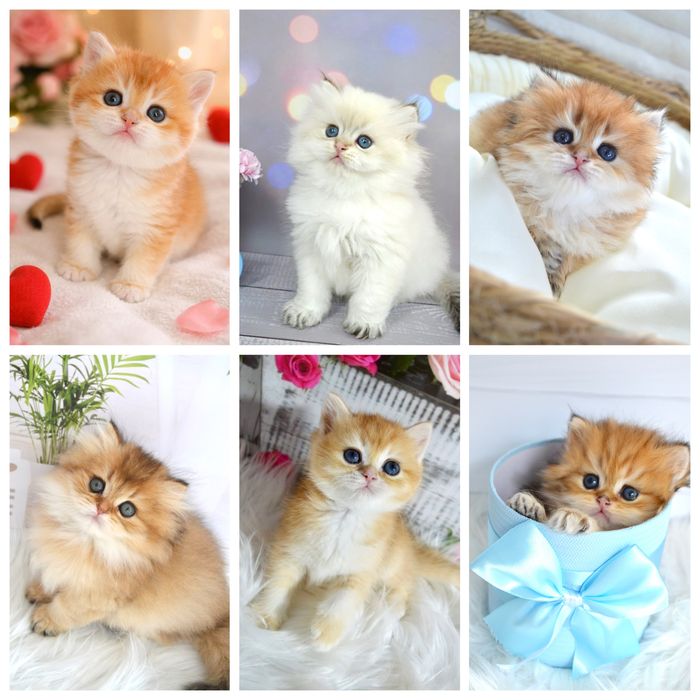 Британская золотая шиншила/британська шиншила кошенята