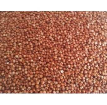 Sprzedam sorgo czerwone odmiany MOJAVE