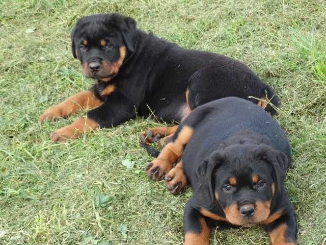 Rottweiler suczka