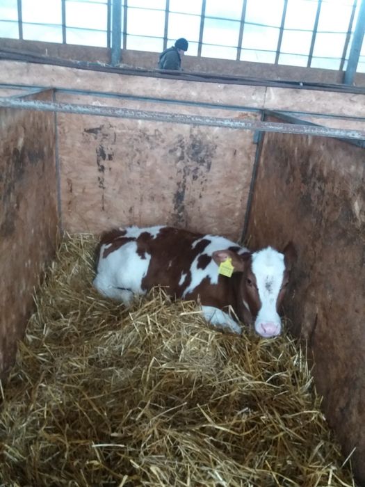 Продам телят симентал