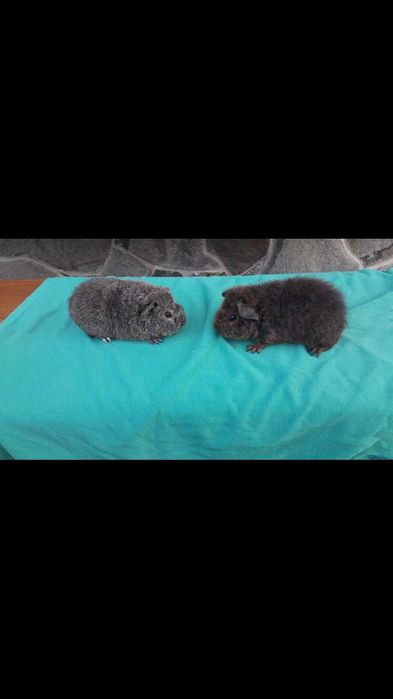 Морські свинки, Тедді