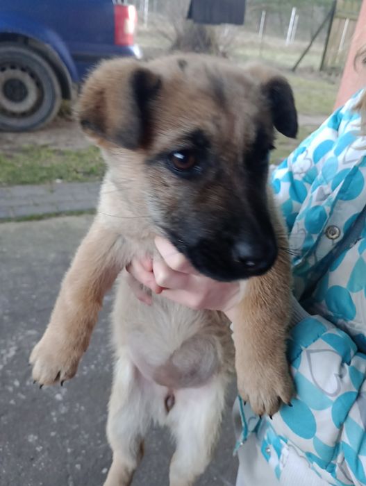 Oddam małą   suczkę