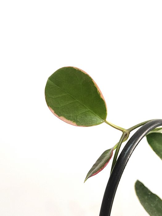 Hoya Australis Blondie