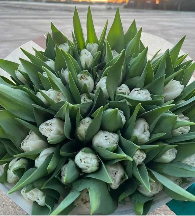 Цибулини тюльпанів на опт