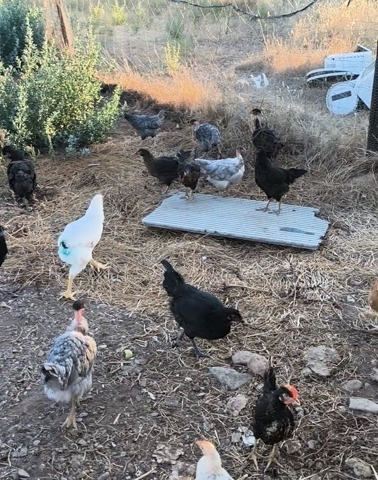 Galos e frangos nascidos e criados em casa
