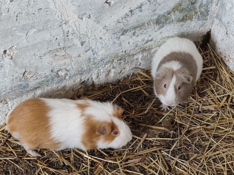 Świnki morskie polecam