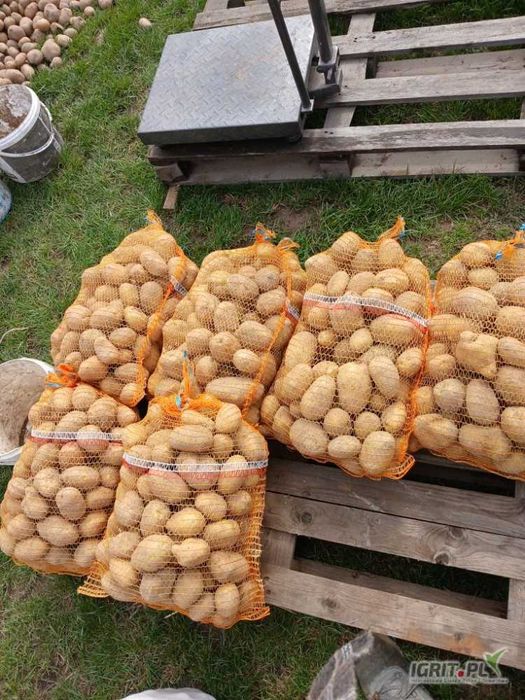 Ziemniaki Soraya,Red Sonia, Queen Anne