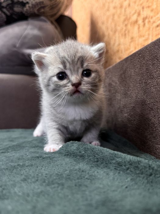 ПРОДАЮТЬСЯ КОШЕНЯТА шотландської породи (скотіш фолд та скотіш страйт)