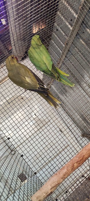 Ring neck verde 2026