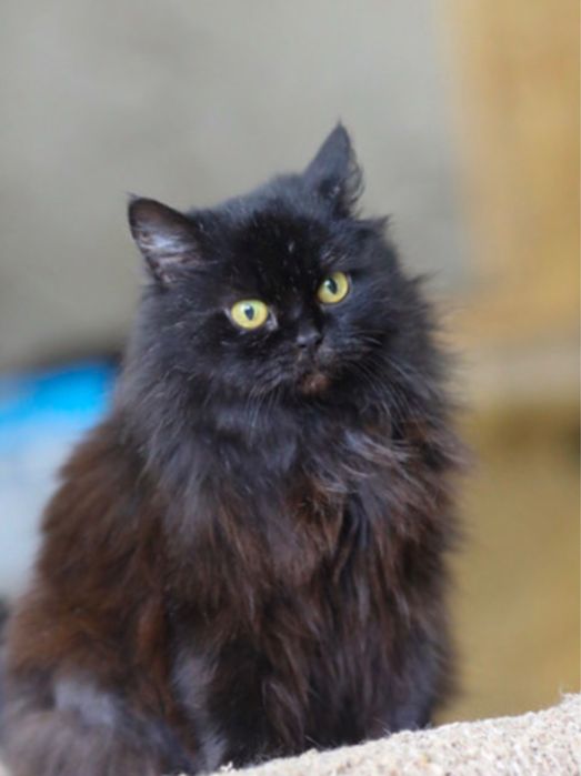 Котенок Шелби 2 года, мелкая забавная девочка, кошечка, кроха