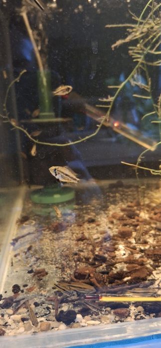 Pielęgniczka Apistogramma Kakadu 5szt