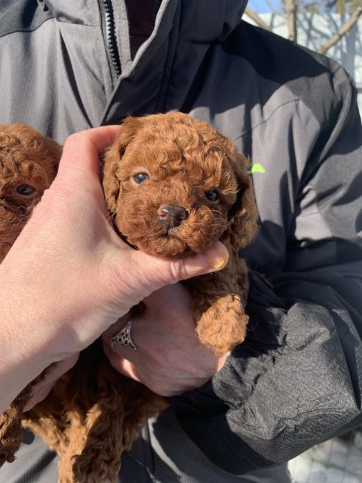 Солоденькі булочки китайські крові !