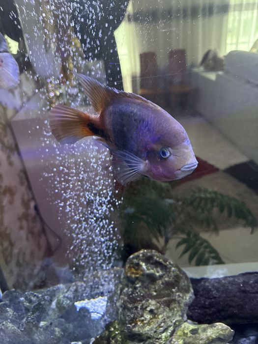 Ciclideos Americanos, adultos