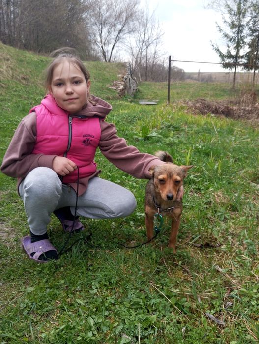 Собачка шукає люблячу сімю