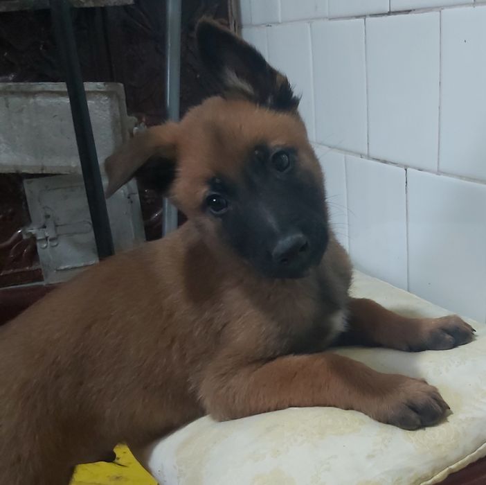 Неперевершені цуценята