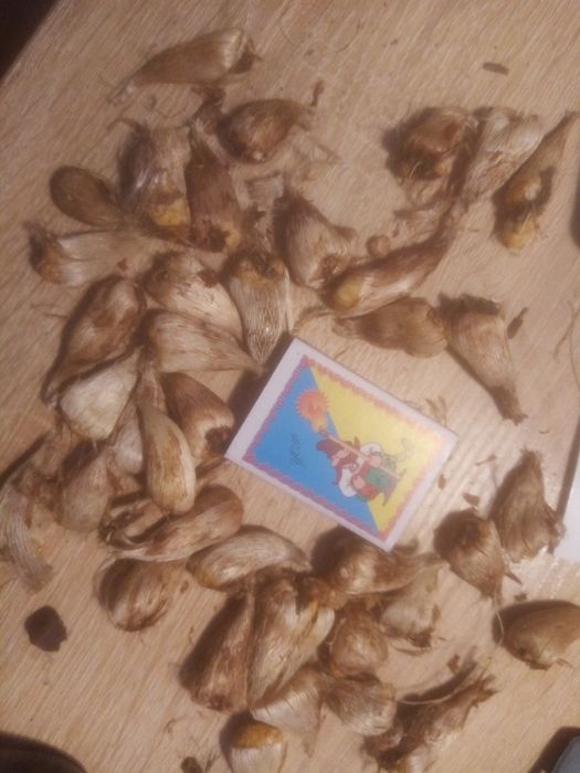 Продам цибулини фрезії махрової