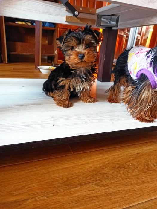 Йоркширский терьер щенки.