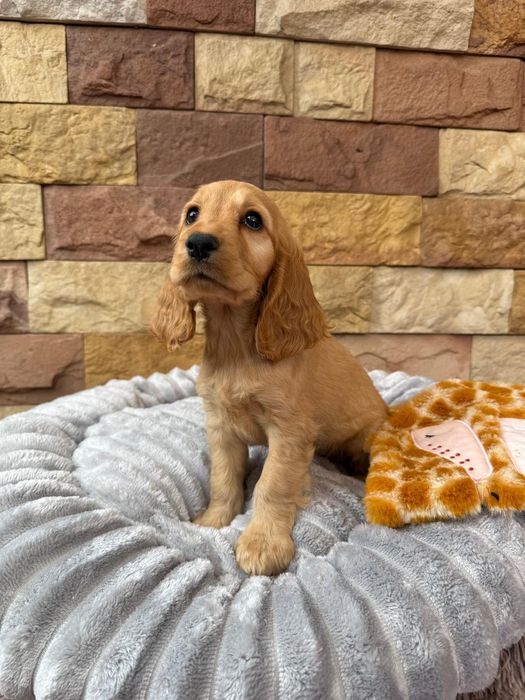 Cocker spaniel angielski Piesek Rodowód