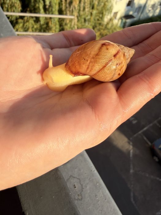 Slimaki achatina