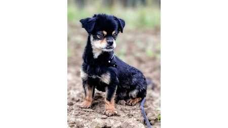 Futrzak - PEKIŃCZYK z charakterem