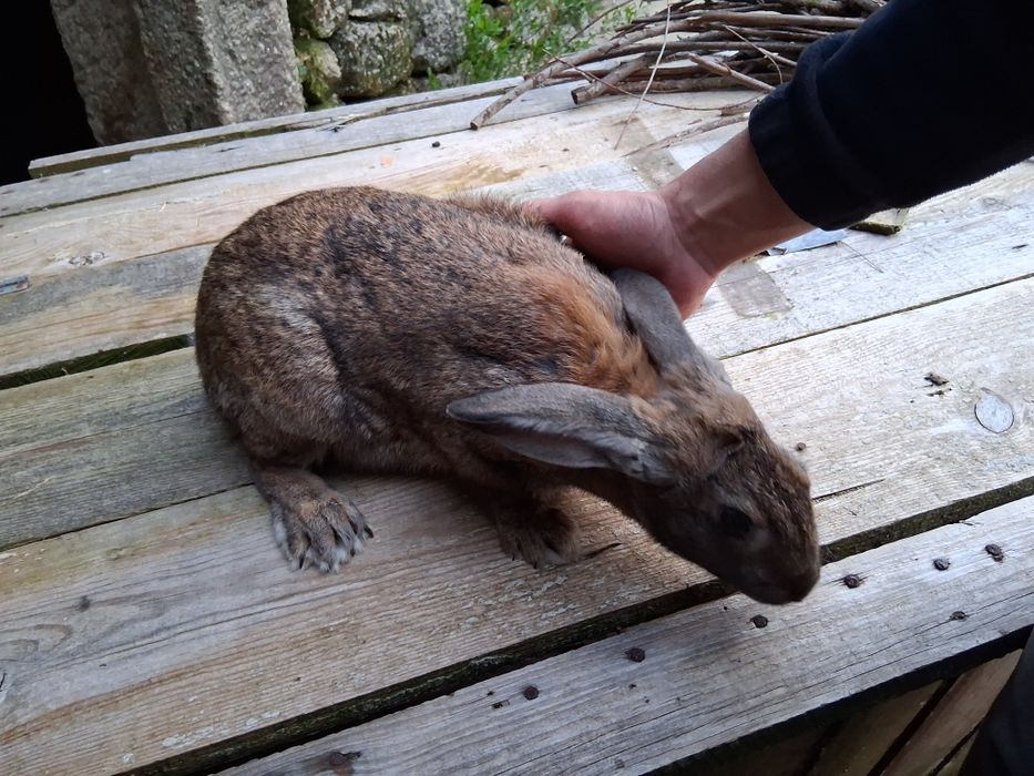 Casal de coelhos Flandres