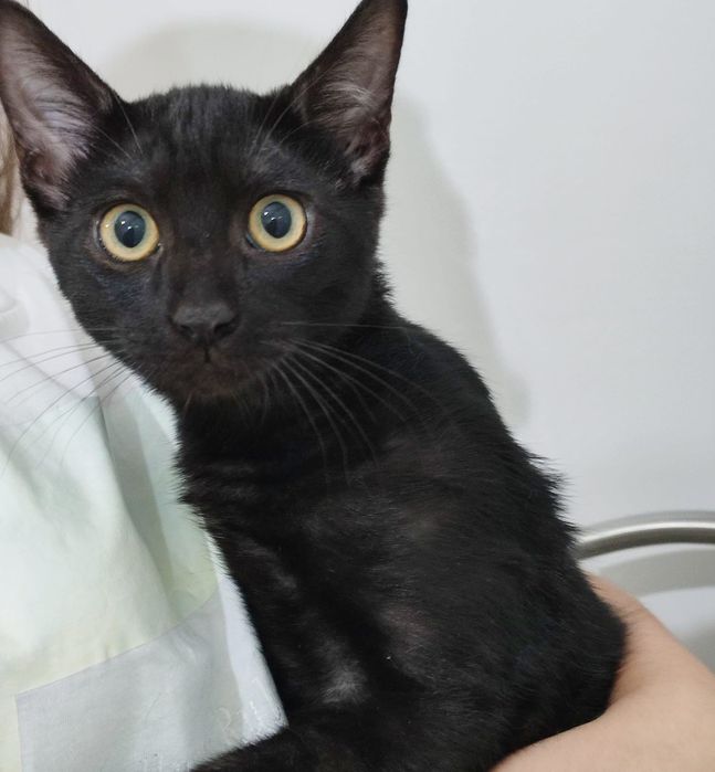 Gata preta para adoção responsável