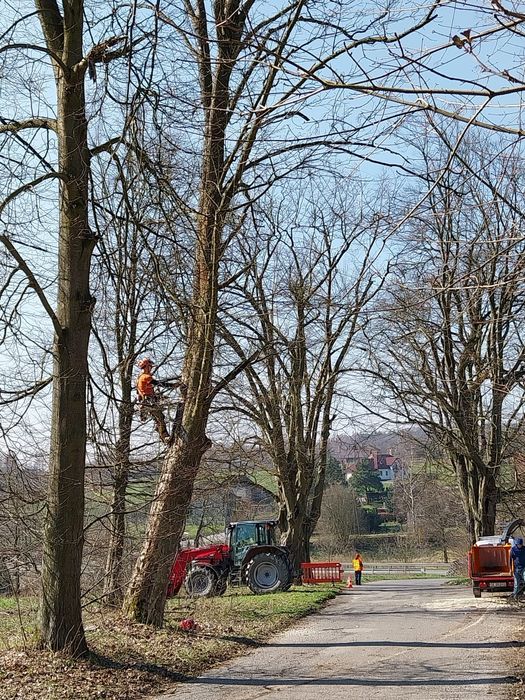 WYCINKA drzew, pielęgnacja drzew