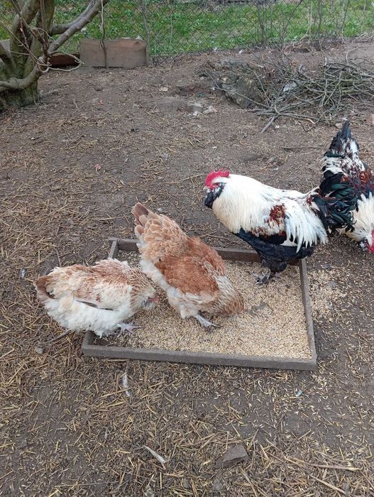 Sprzedam kury faberola