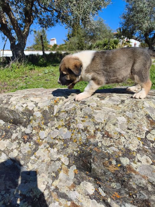 Rafeiro Alentejano Fêmea