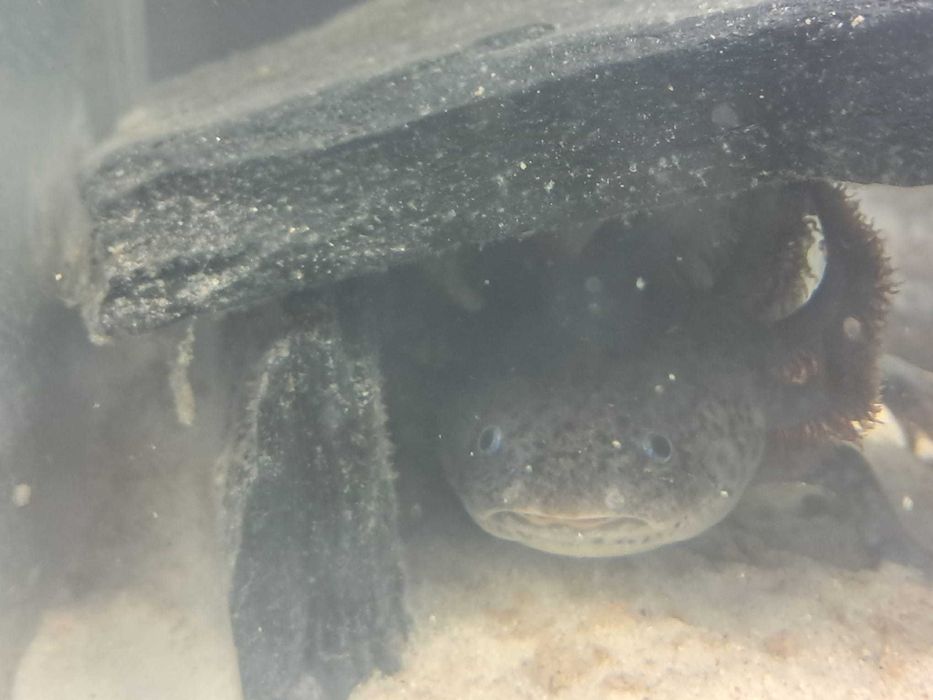 Axolotes adultos