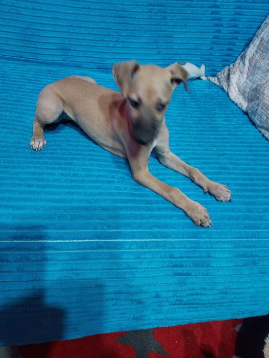 Chart Angielski Whippet suczka