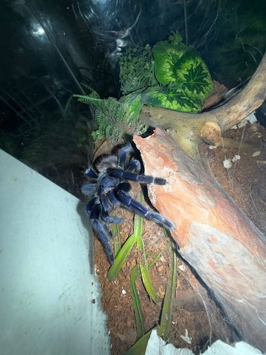 Pterinopelma Sazimai Samica 6,5DC