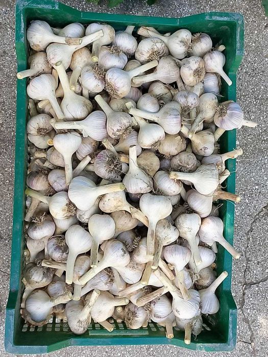Продам Озимый крупный чеснок