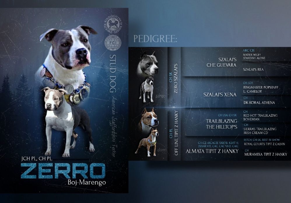 Amstaff Blu FCI po Championie Polski