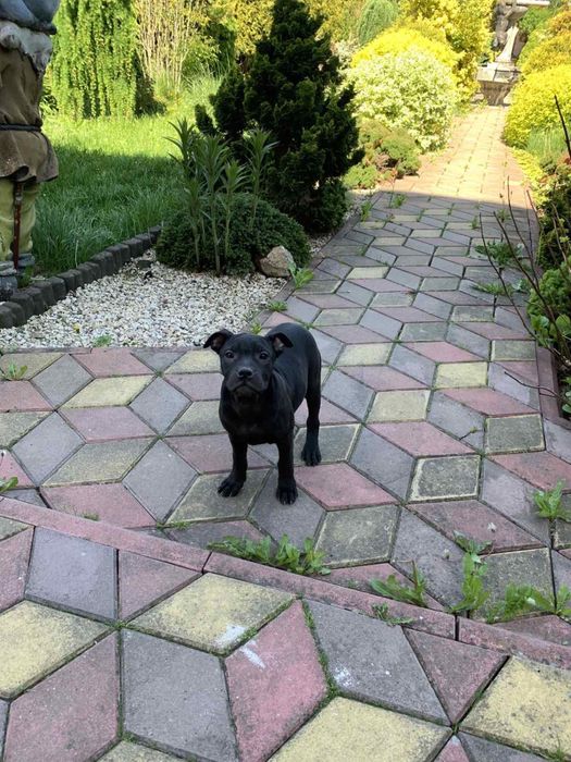 Кадебо, мальоркский мастиф