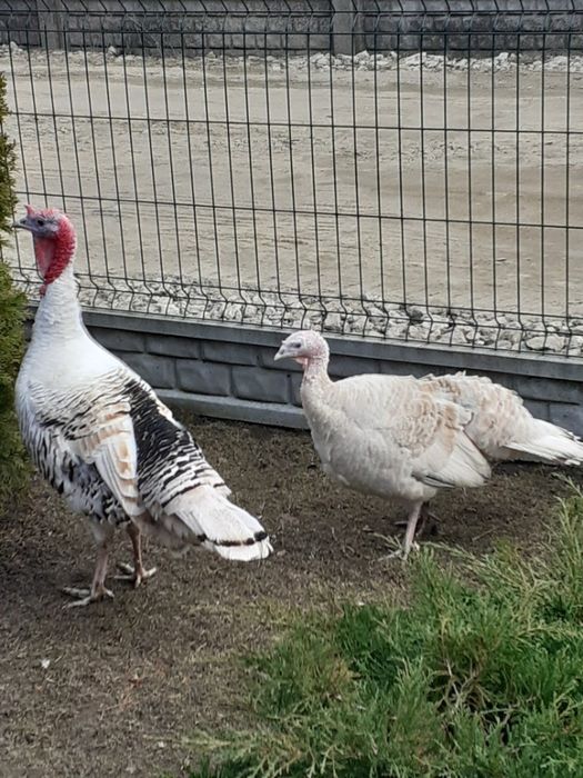 indor 150 zł do sprzedania