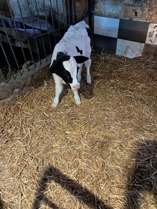 Byczek czarno biały