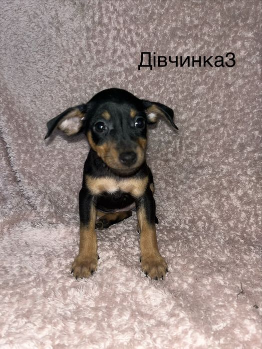 Цвергпінчер цуценятка