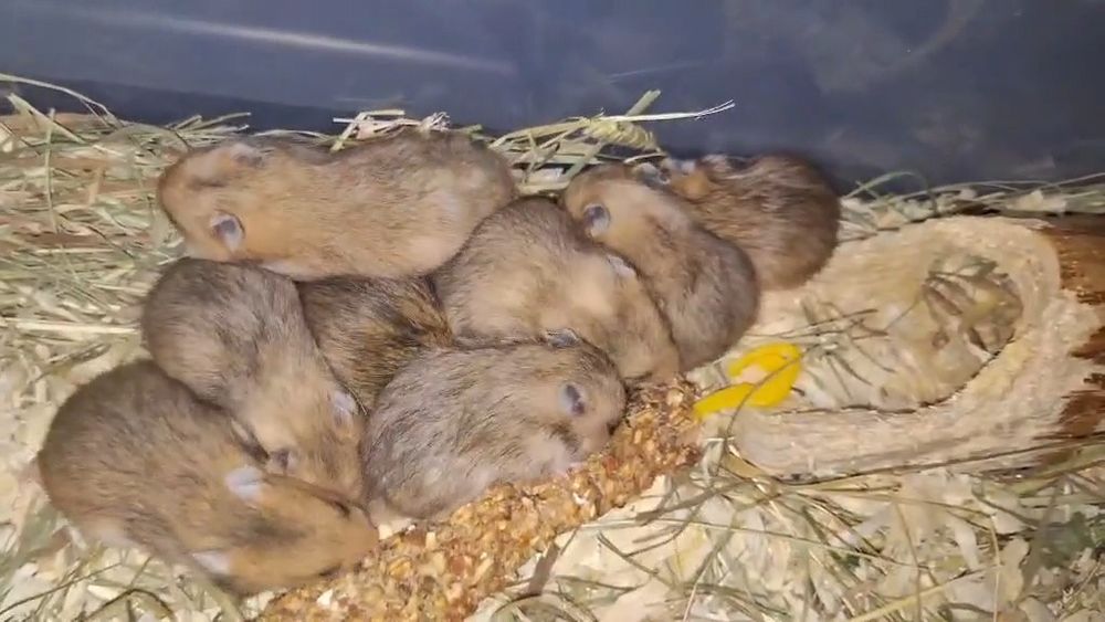 Chomiki Syryjskie Młode/ Samiczki /Samce/ TRWA REZERWACJA