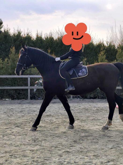 Klacz 8 letnia do sportu lub rekreacji