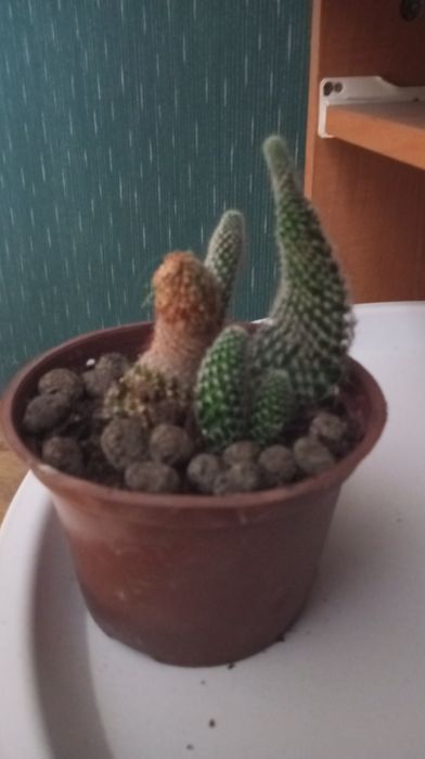 Doniczka z kaktusami