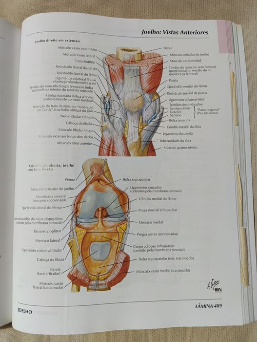 Atlas de Anatomia Humana – Frank H. Netter (3.ª edição)