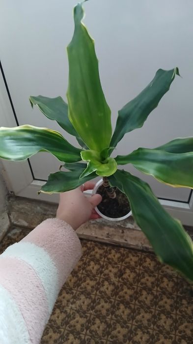 Вазон Драцена запашна