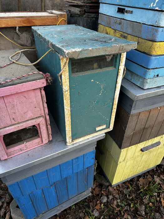 Ule wielkopolskie 10r