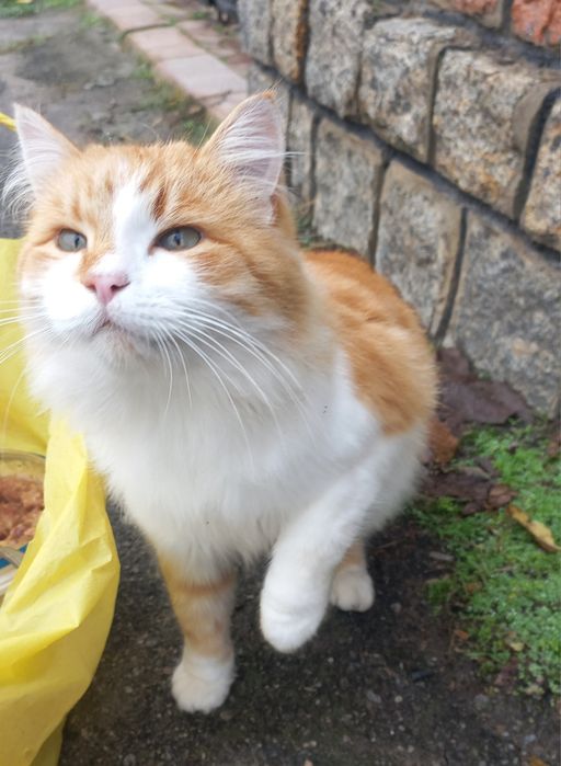 Молодий котик проситься в сім'ю